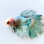 How to Take Care of a Baby Boy Betta Fish