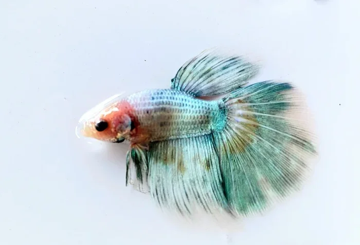 How to Take Care of a Baby Boy Betta Fish