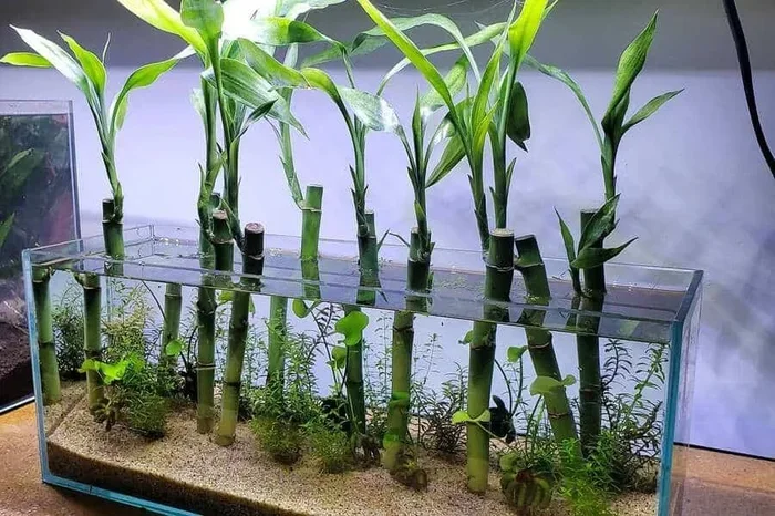 Is Bamboo Ok for Better Fish