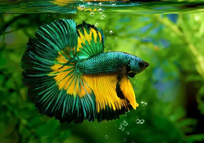 How to Take Care of a Betta Fish Wikihow