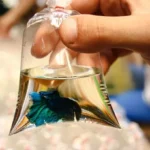 How to Take Home Your New Betta Fish