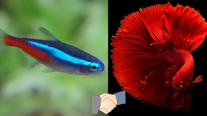 Is a Betta a Tetra Fish