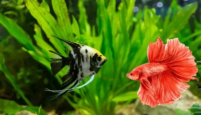 Can Betta Fish and Angelfish Live Together