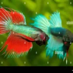 Is Betta and Fighter Fish Same