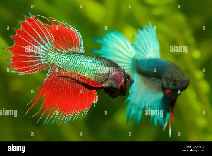 Is Betta and Fighter Fish Same