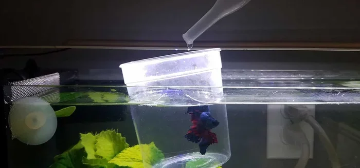 How to Temperature Acclimate a Betta Fish