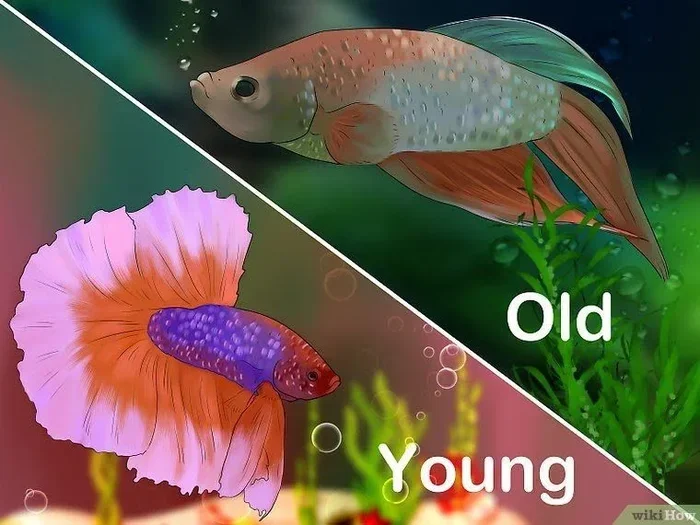 How Many Betta Fish Years Is One Human Year