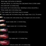 How Old Does a Betta Fish Live