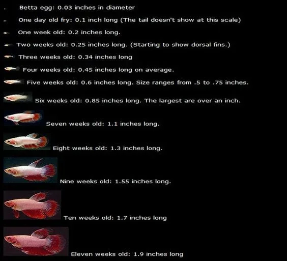 How Old Does a Betta Fish Live