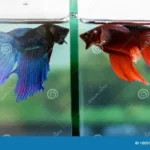How to Stop My Betta from Attacking Other Fish