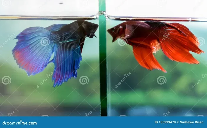 How to Stop My Betta from Attacking Other Fish