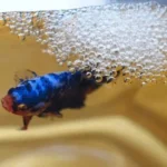 How to Oxygenate Water for Betta Fish