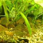 Is Algae Safe for Betta Fish