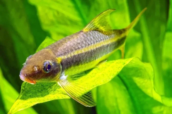 Can You Put Algae Eaters with Betta Fish for a Happy Tank