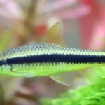 Can Algae Eaters Live with Betta Fish