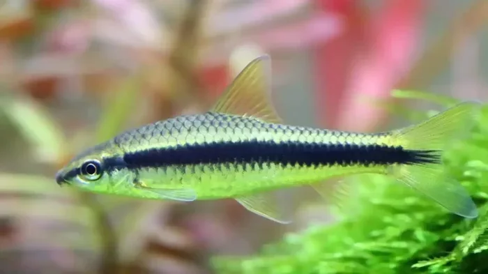 Can Algae Eaters Live with Betta Fish