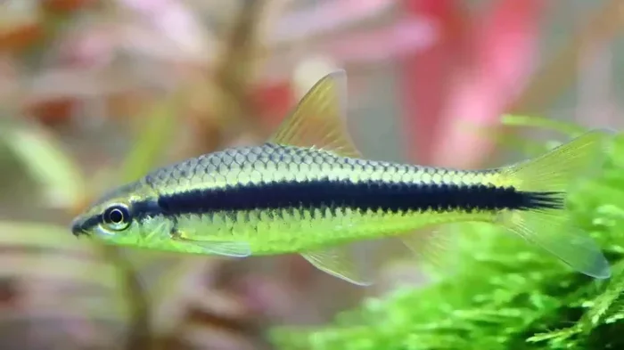 Can You Put Algae Eater With Betta Fish in Same Tank