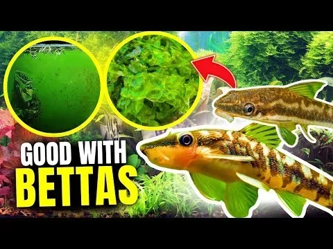 Can You Put an Algae Eater with a Betta Fish Safely