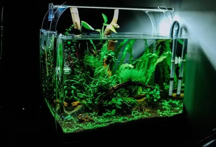 How Much Algae Is.okay for Betta Fish