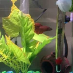 Is Aloe Vera Good for Betta Fish