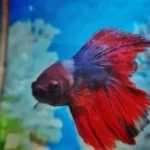 Is a Betta Fish Lonely by Itself