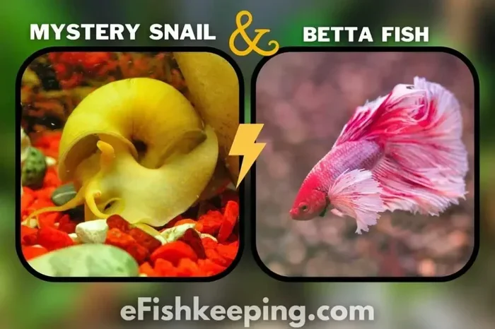 Do Betta Fish Live With Snails A Complete Compatibility Guide