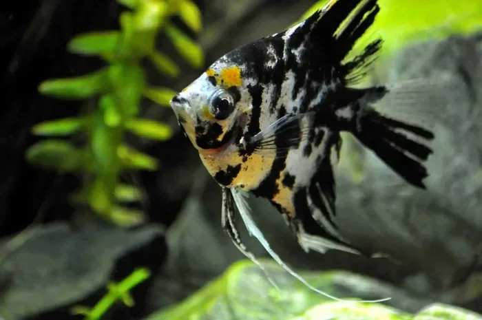 Can You Put Betta Fish with Angelfish Together Safely Guide