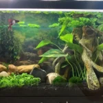 Can a Betta Fish Live in a 10 Gallon Tank