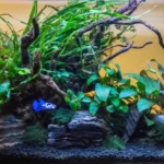 Can a Betta Fish Live in a 3 Gallon Tank