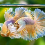 Is Distilled Water or Spring Water Better for Betta Fish