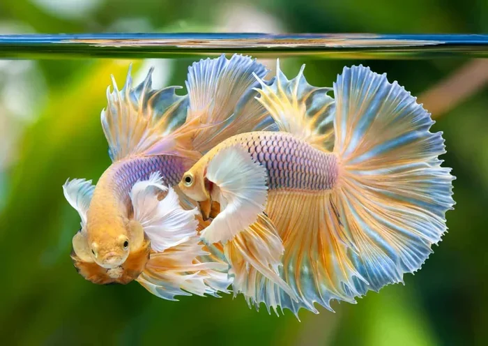 Is Distilled Water or Spring Water Better for Betta Fish