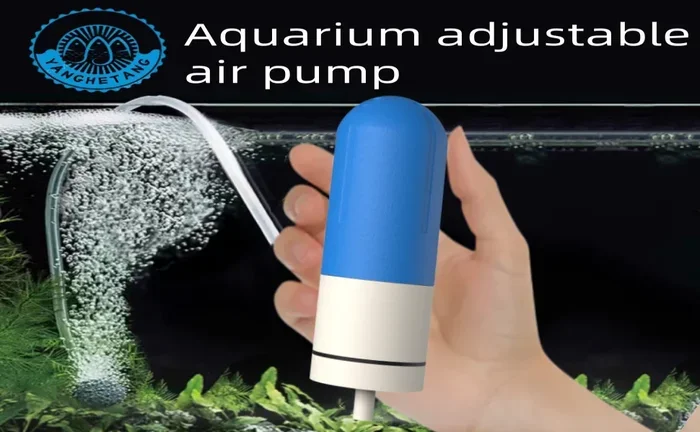 Should Betta Fish Have Air Pump