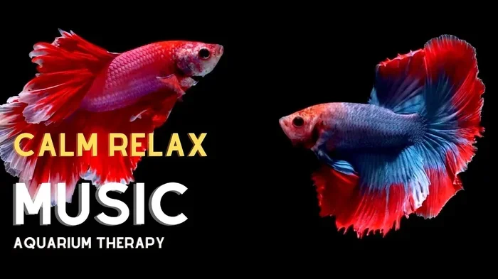 Do Betta Fish Like Classical Music Explore The Truth