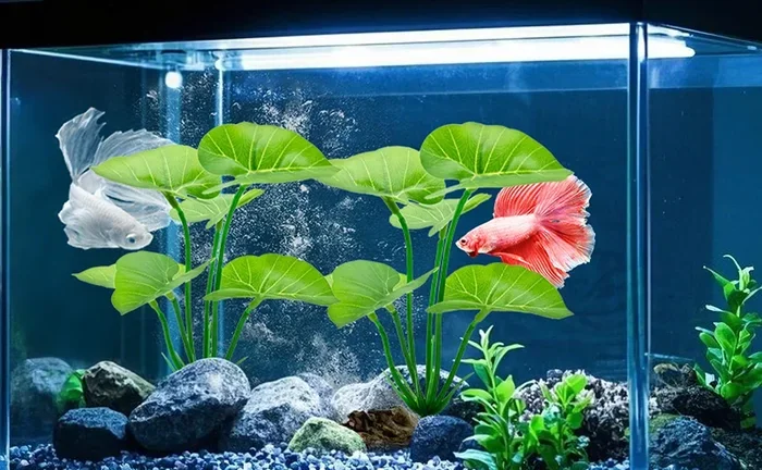Do Betta Fish Like Floating Fake Fish Find Out Here