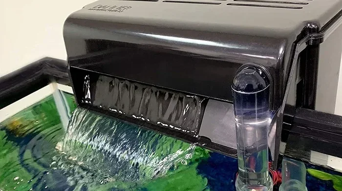 Do Betta Fish Need a Air Filter for Clean Water
