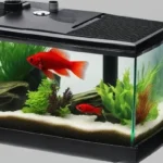 How to Care for a Betta Fish with a Filter
