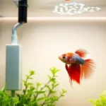 Should I Have a Filter for My Betta Fish