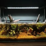 How Much Light Does My Betta Fish Need