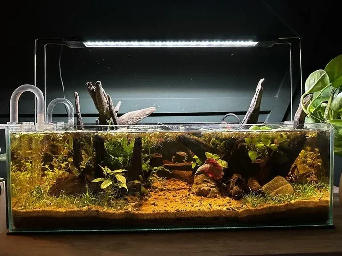How Much Light Does My Betta Fish Need