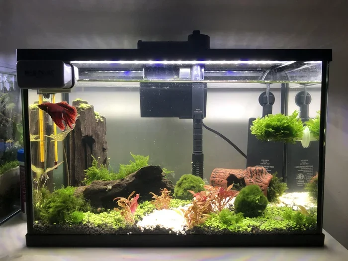 Do Betta Fish Need Aquarium Light