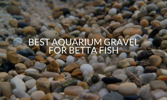 How Many Pebbles Do You Give a Betta Fish
