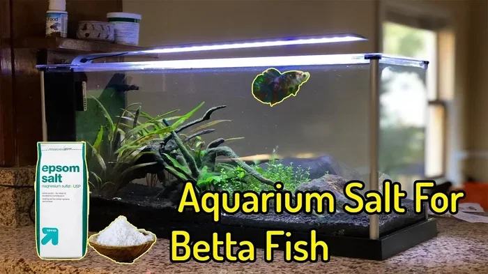 Is Aquariumsalt Safe for Betta Fish