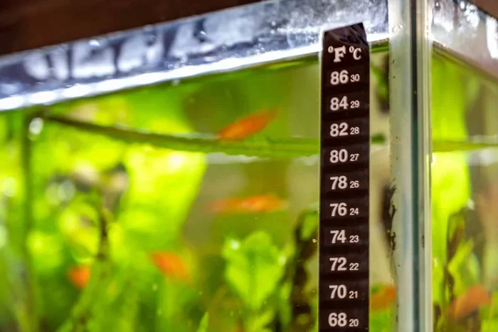 What Is the Right Temperature for a Betta Fish Guide