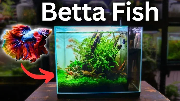 What Type of Water to Use for Betta Fish Best Choices