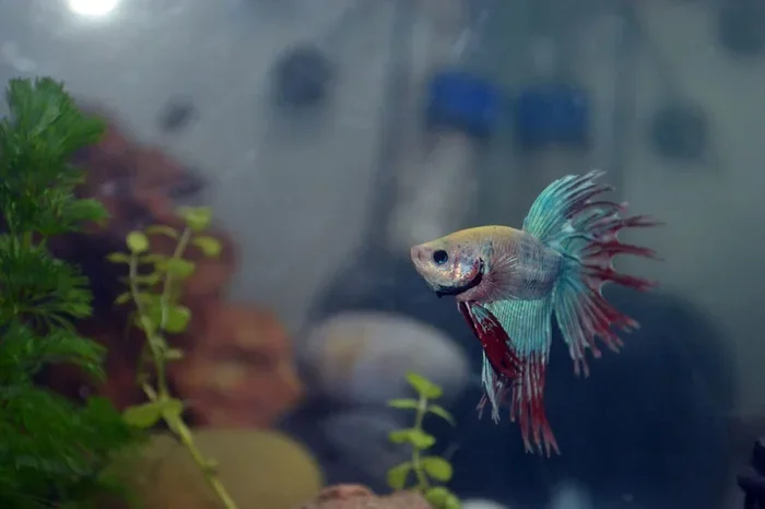 Is Aquasafe Plus Safe for Betta Fish