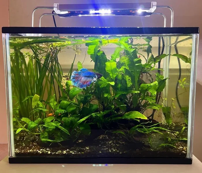 Is Really Hard Water Bad for Betta Fish