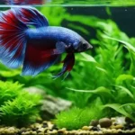How Long Should Water Sit Before Adding Betta Fish