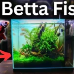 Is 7.6 Ph Too High for Betta Fish