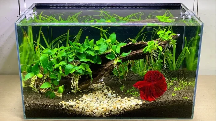 How Long Can a Betta Fish Live Without a Filter Guide