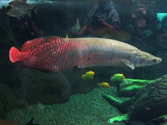 Are Betta Fish Related to Arapaima